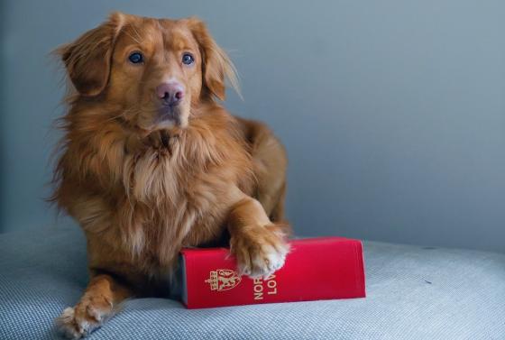 Hund og lovbok
