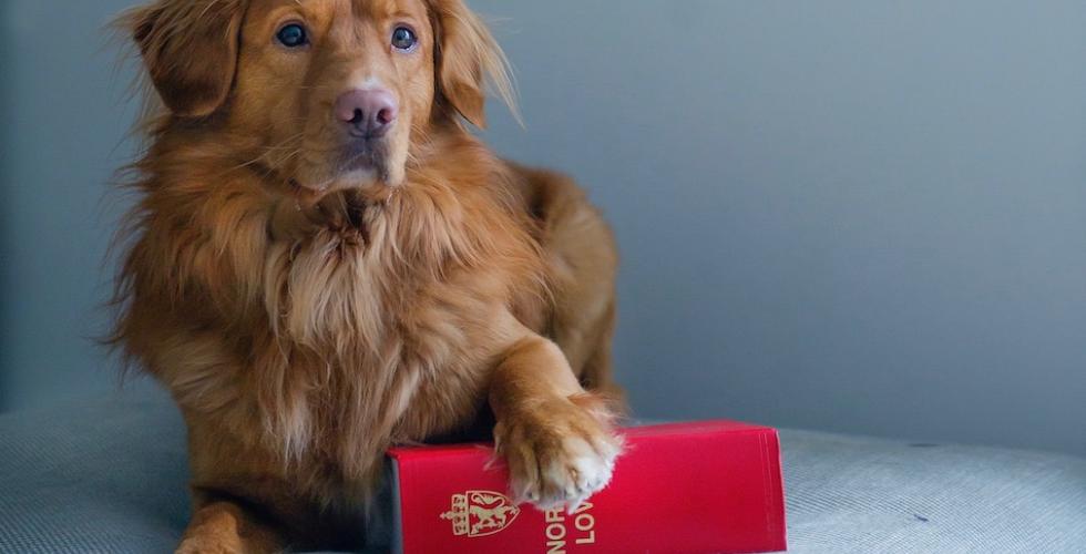Hund og lovbok